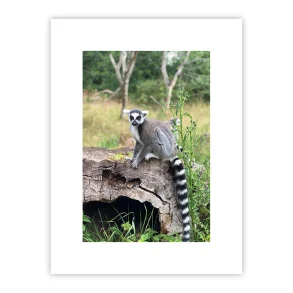 Lemur