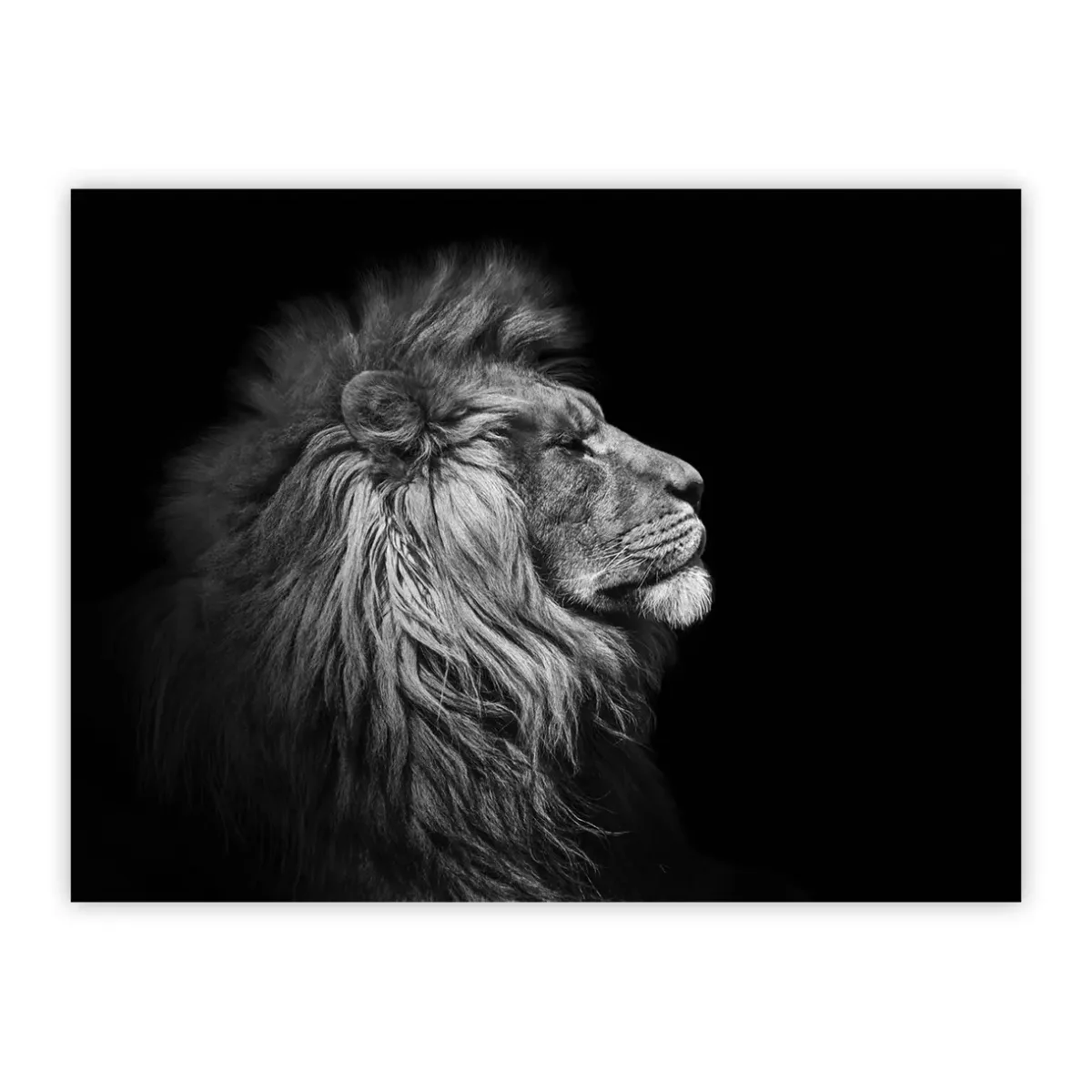 Løve, sort/hvid - Dyr - papiplakater